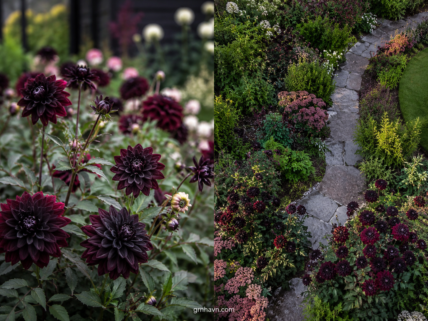 Black dahlia flowers outdoors with deep dark blooms