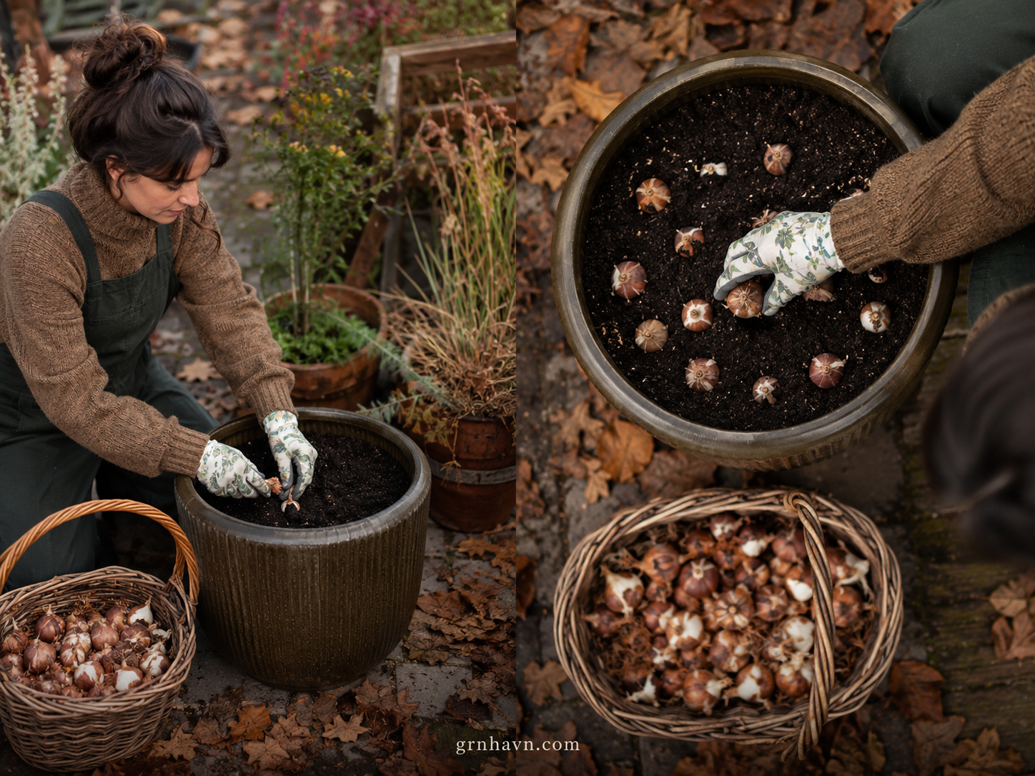Bulbs planted in containers ready for winter dormancy