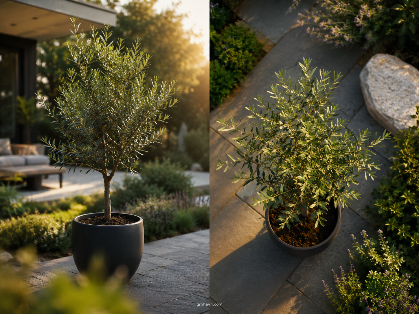 Buying an Olive Tree Plant? What to Check