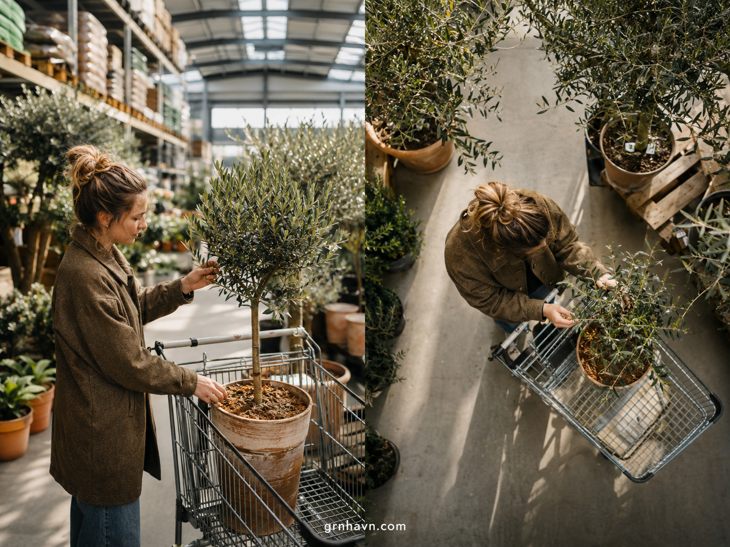 Costco olive tree ready to inspect leaves and pot drainage