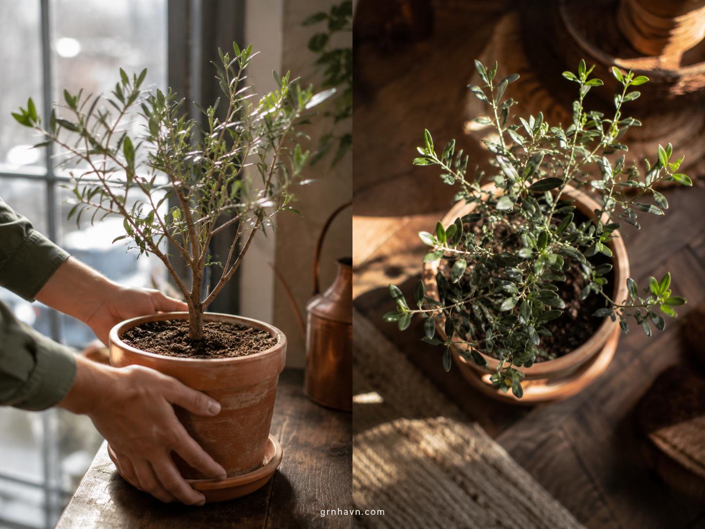 Dwarf Olive Tree Indoors Why It Grows Slowly + How 
to Fix It 