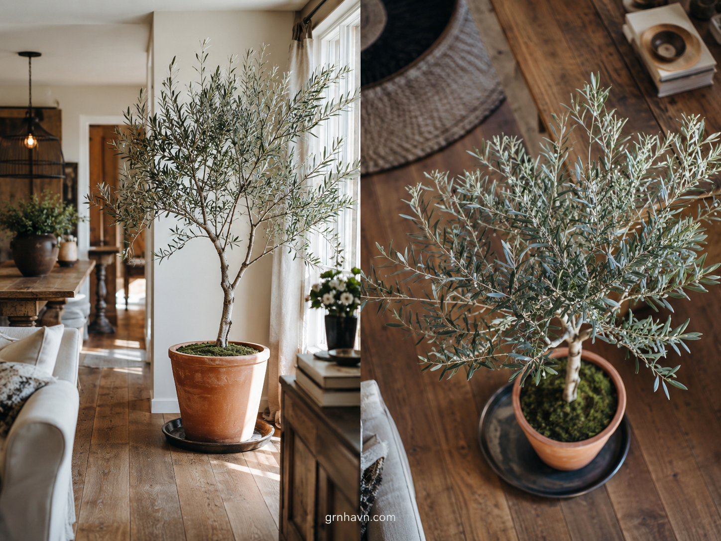How to Keep an Indoor Olive Tree Healthy All Year 