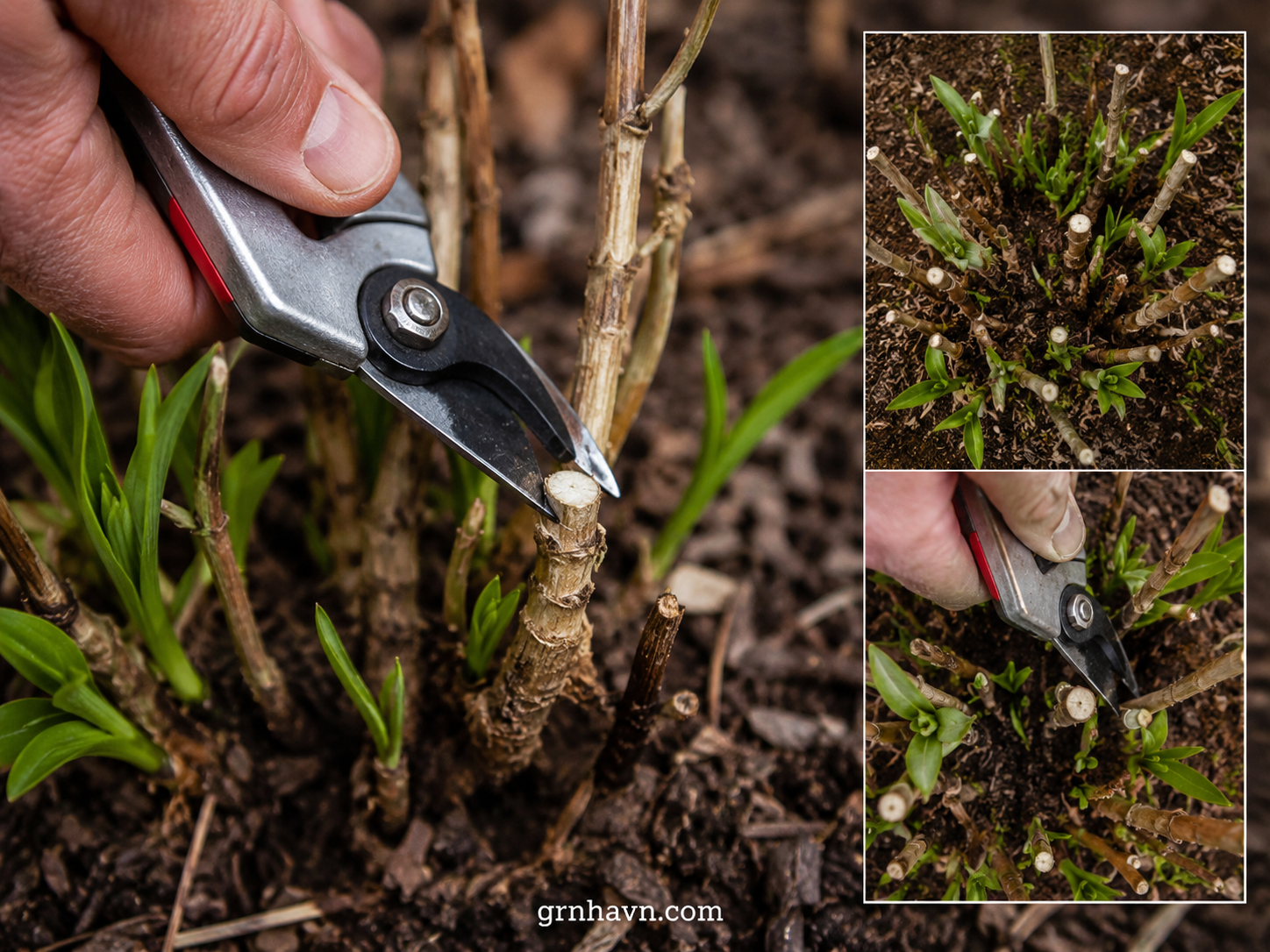 How to Prune Without Damaging Healthy Growth