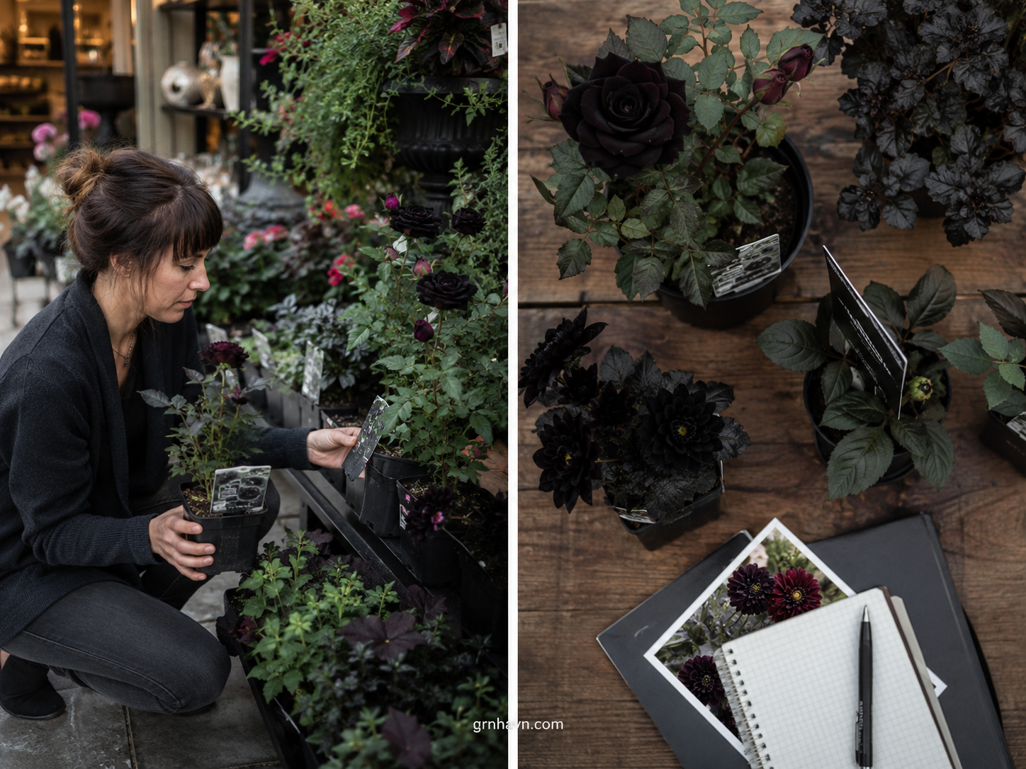 Choosing near-black blooms using cultivar tags and garden planning