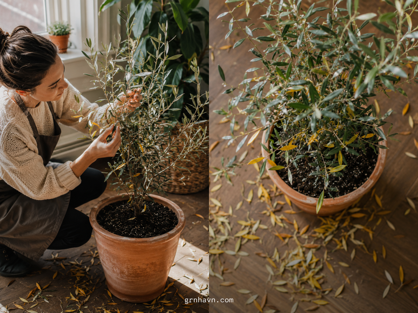Olive Tree Leaves Turning Yellow, Brown or Falling? Read This First