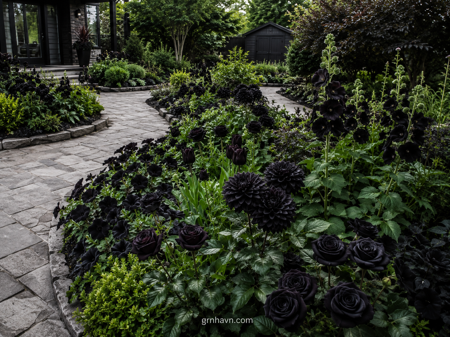Black dahlia varieties creating near-black blooms in an outdoor garden bed