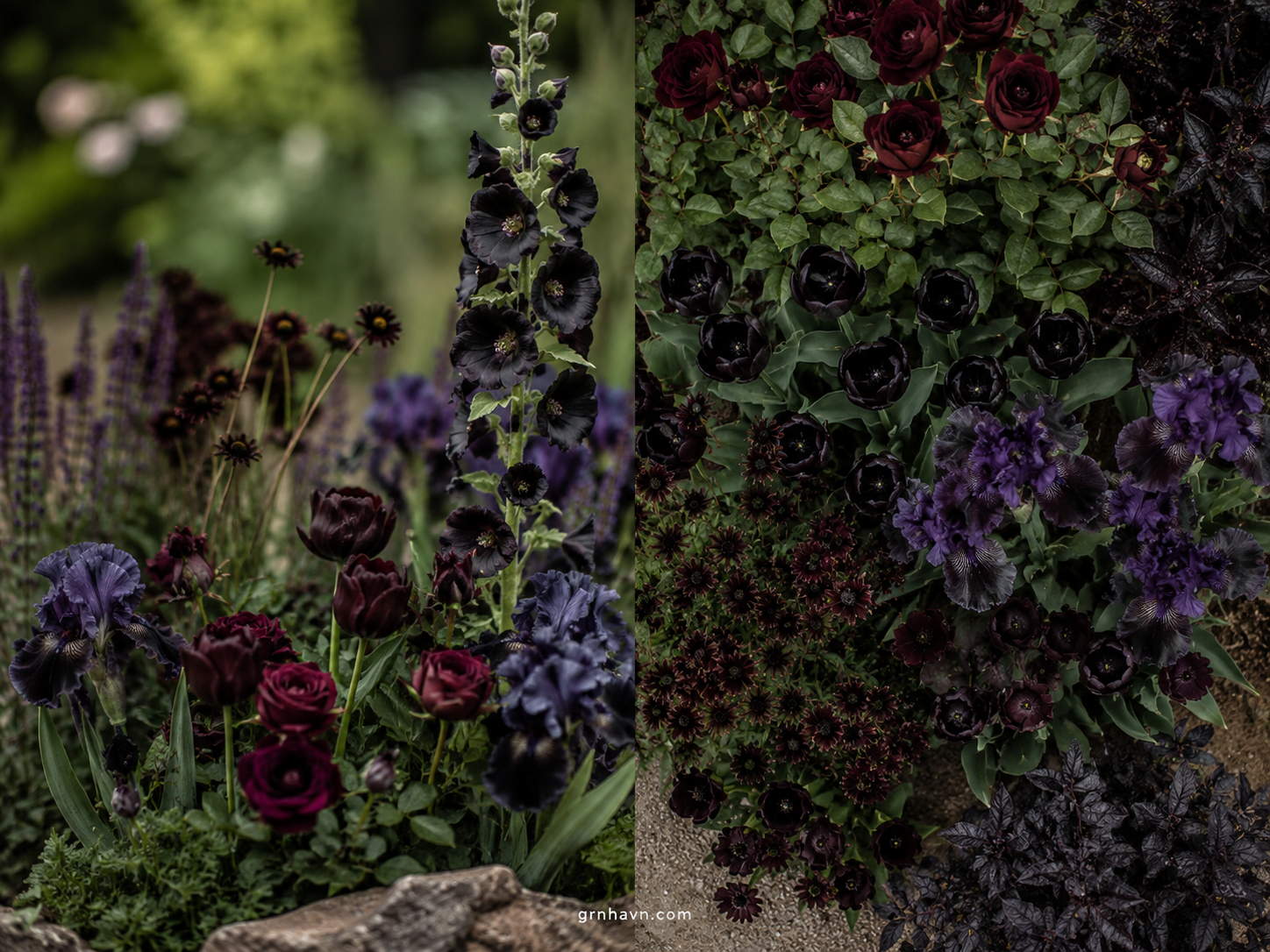 Black-purple and near-black blooms in a luxury garden composition