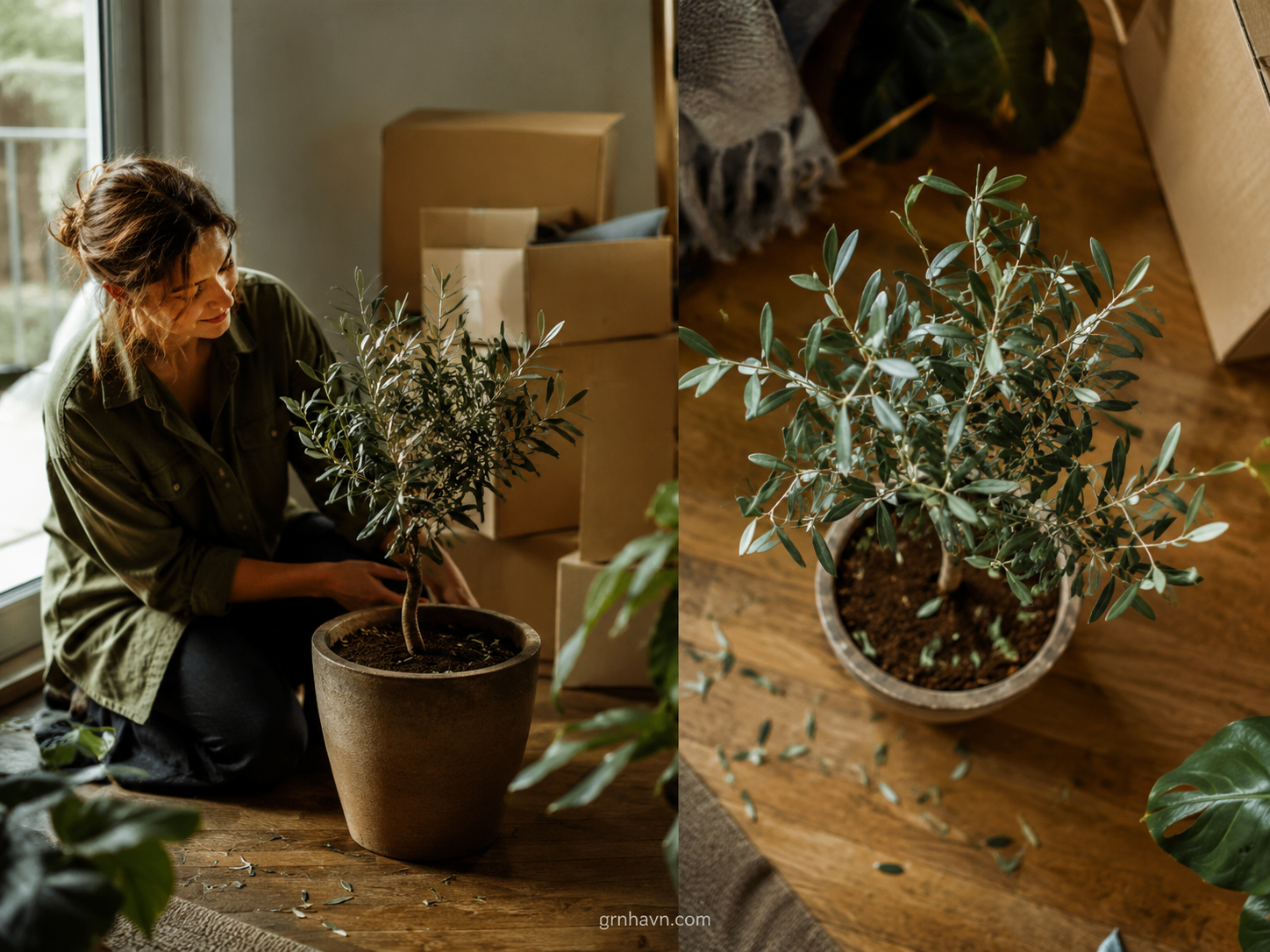 Small Olive Tree Dropping Leaves? New Environment Shock Explained