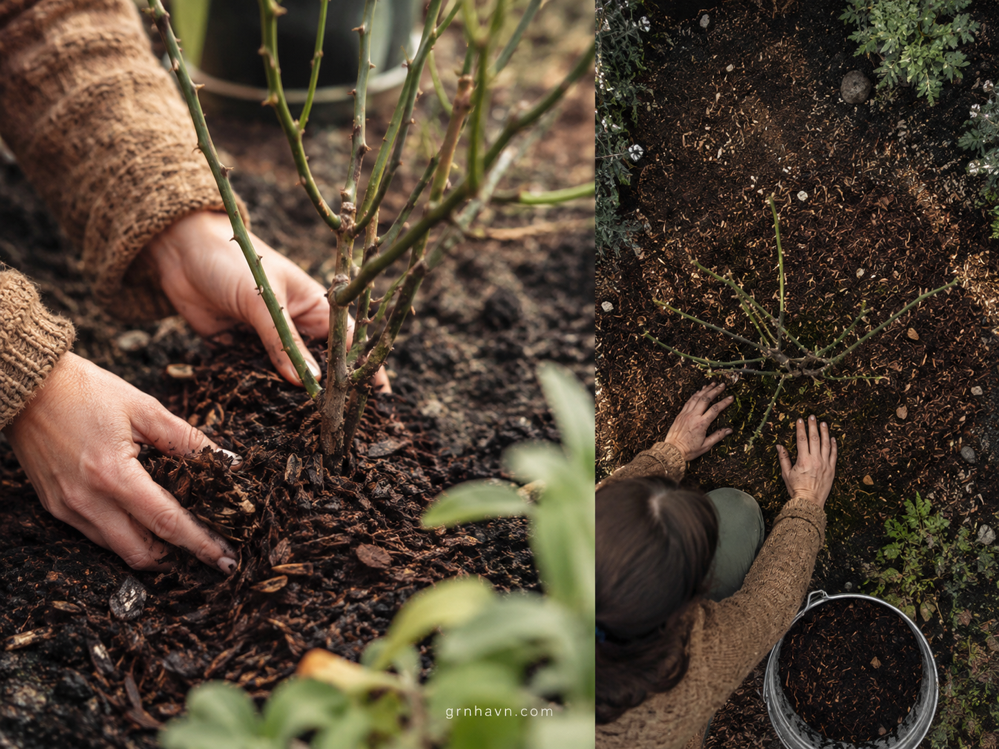 Close-up of mulch leaving space around the crown of a plant
