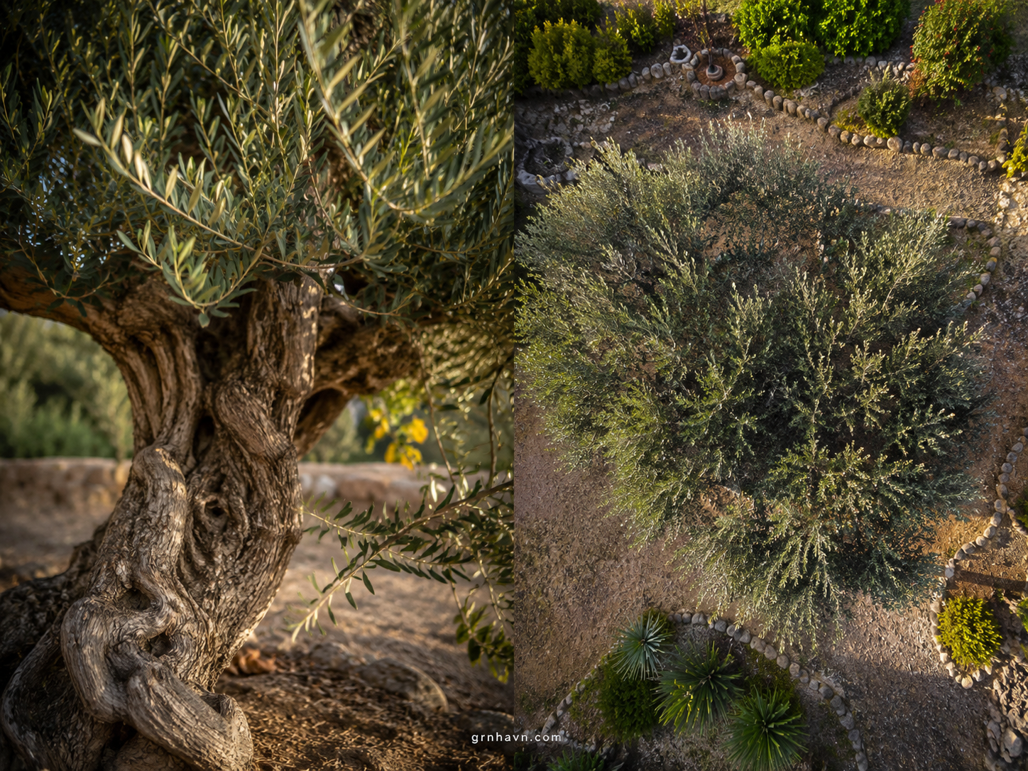What Does an Olive Tree Look Like—and Why It Feels So “Timeless”?