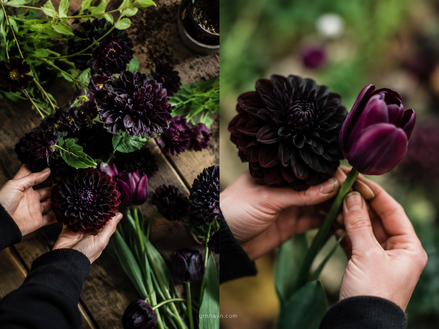 Naturally black flowers in a garden bed with deep purple near-black blooms