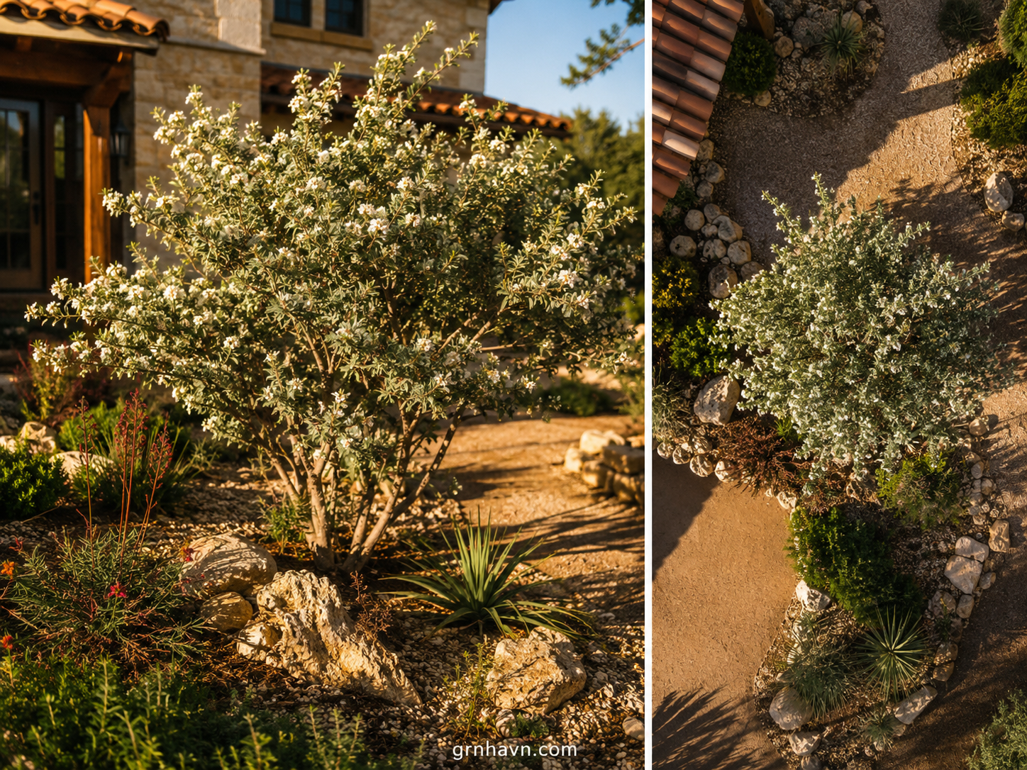 Should You Plant an Autumn Olive Tree or Avoid It
