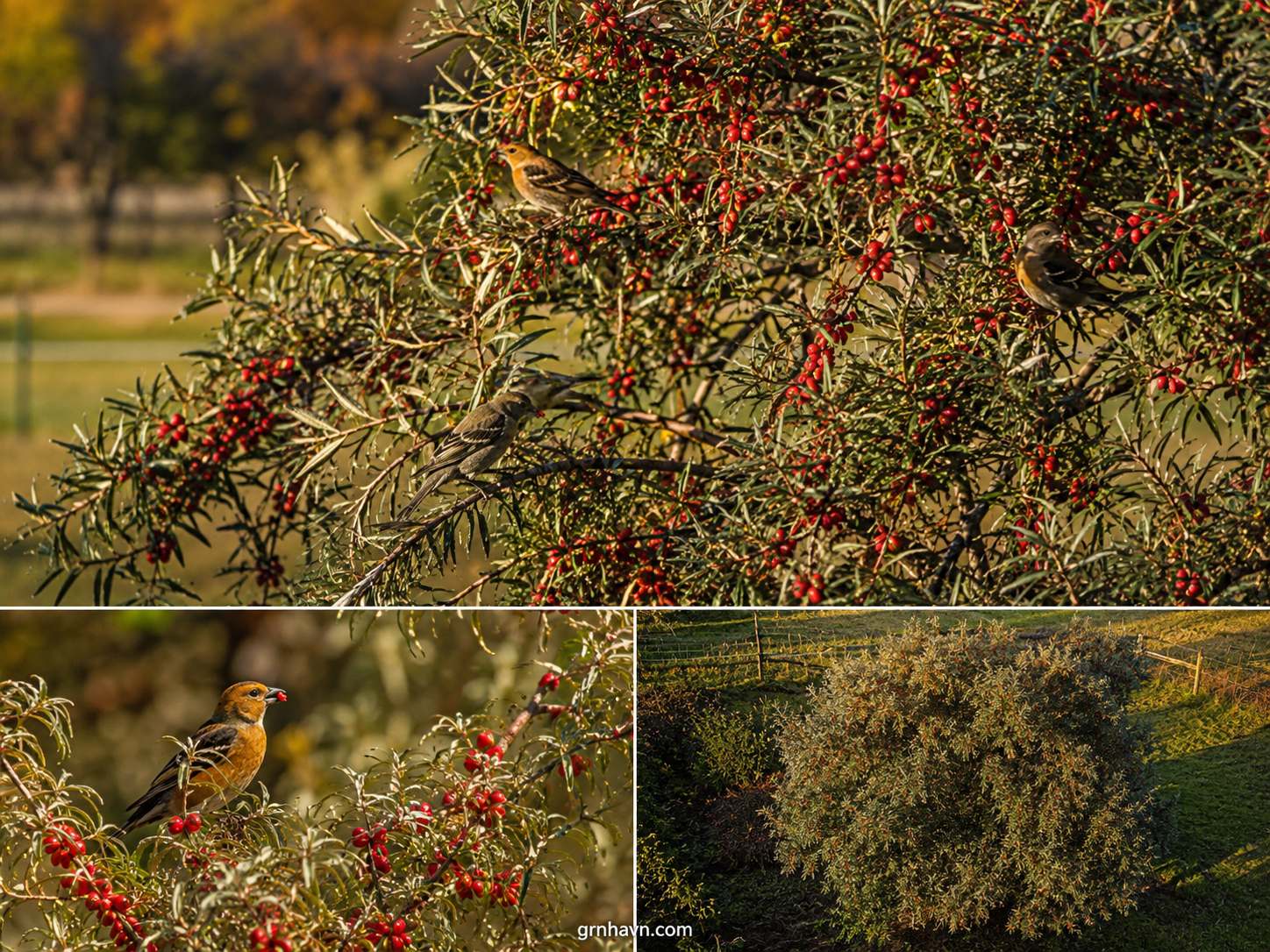 Why Is the Texas Olive Tree Perfect for Hot, Dry Landscapes