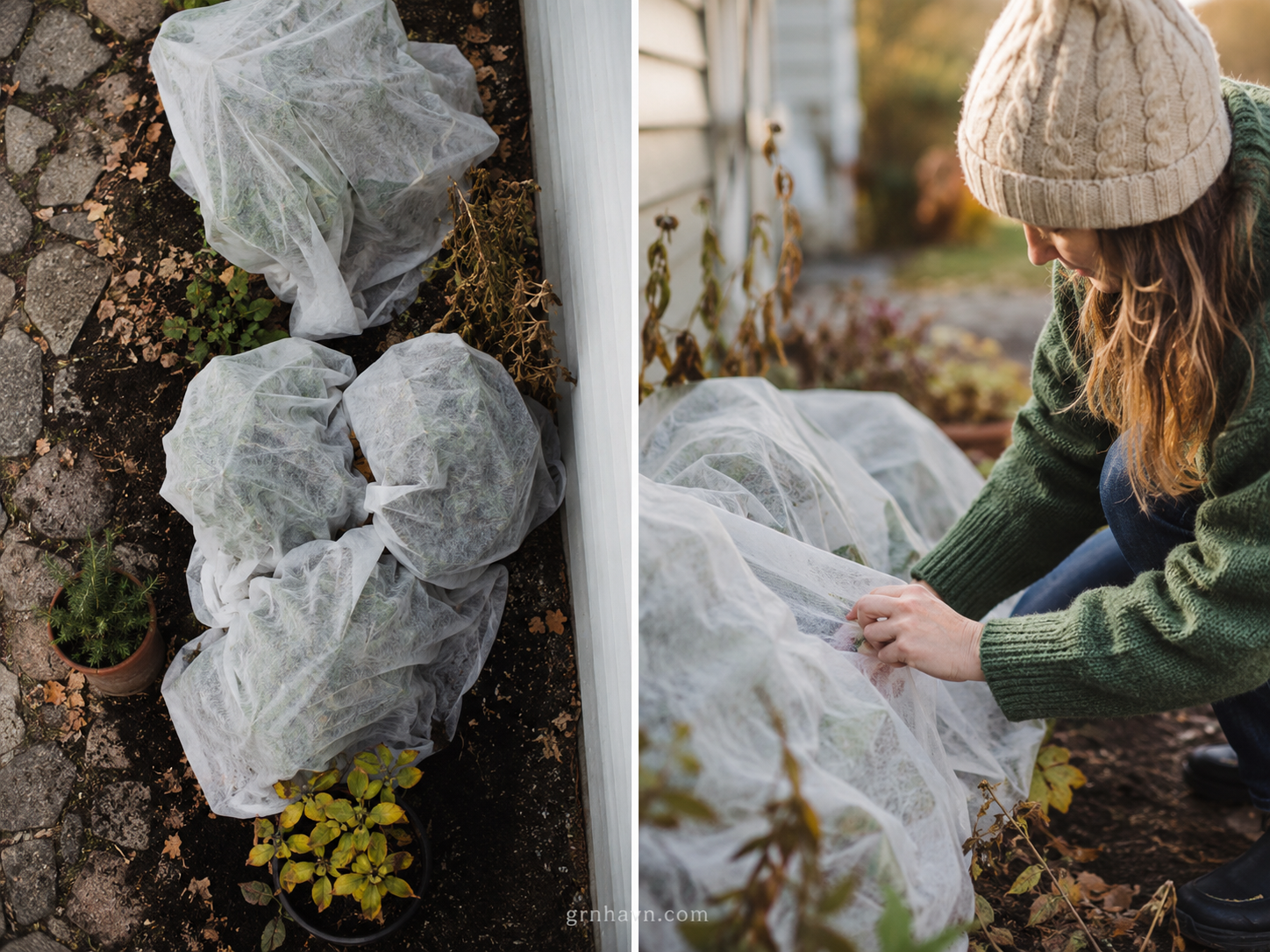 How to winterize outdoor plants