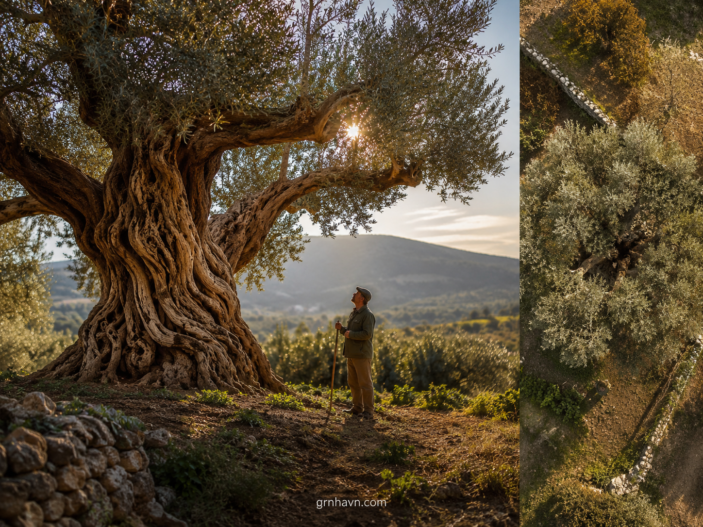 How Have the Oldest Olive Trees Survived for Thousands of Years
