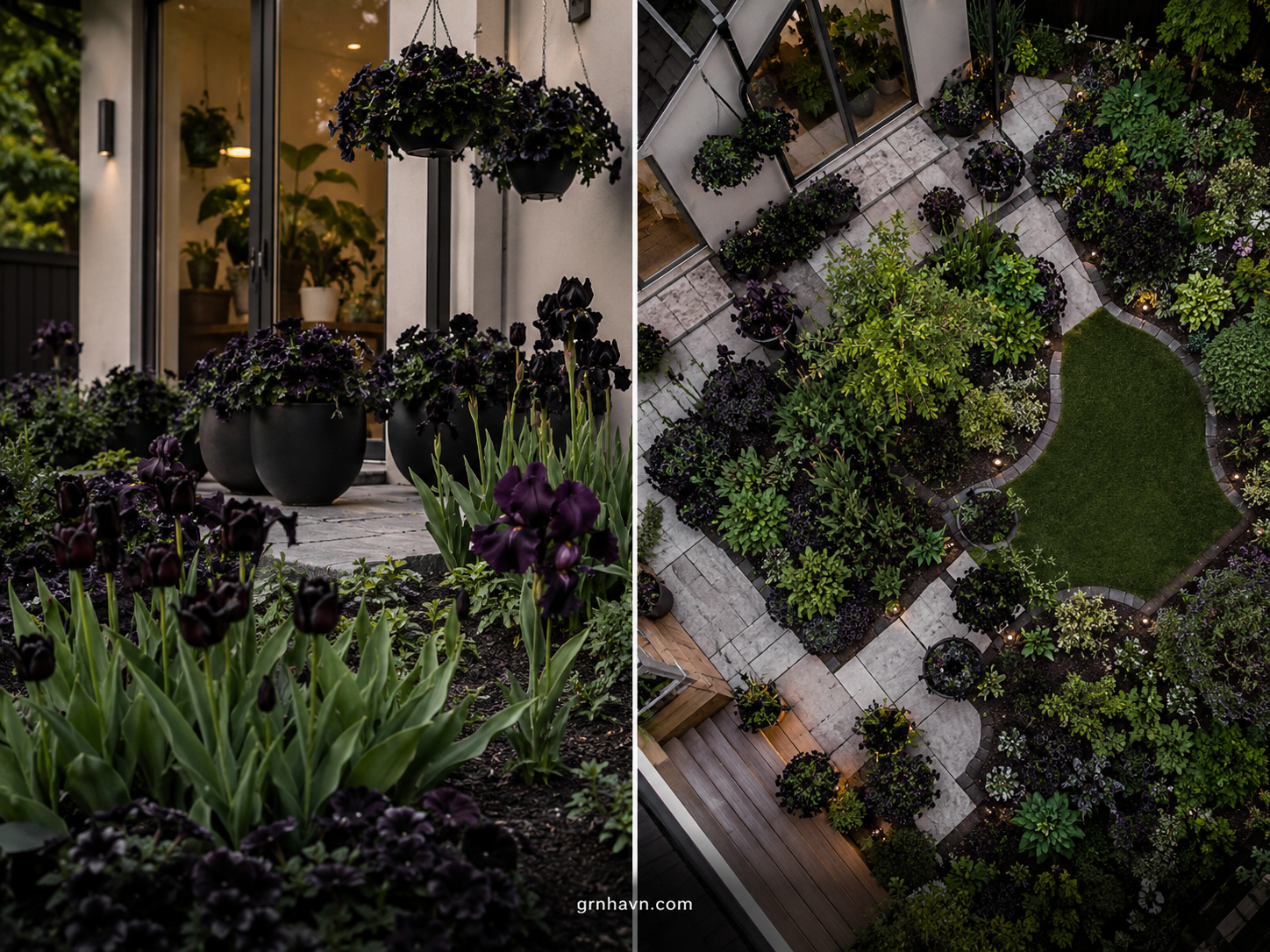 Naturally black flowers in a garden bed with deep purple near-black blooms