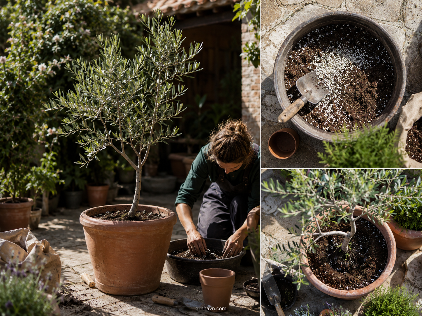 How to Grow an Olive Tree (A Friendly, No-Drama Step Plan)