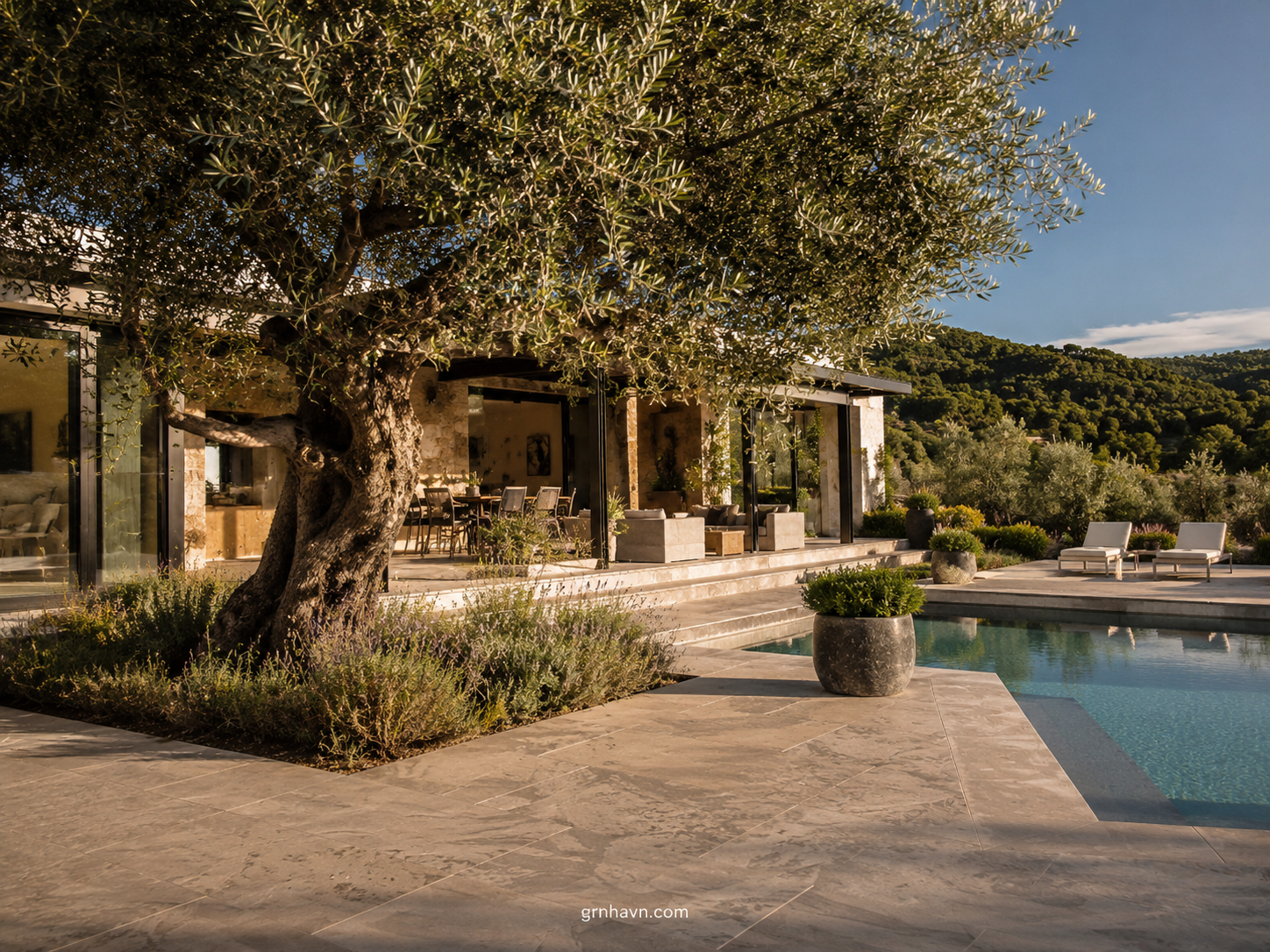 Tired of Messy Olive Fruit? A Fruitless Olive Tree Could Be the Fix
