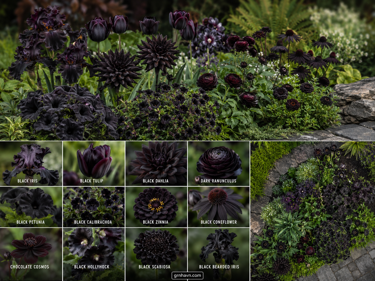 Naturally black flowers in a garden bed with deep purple near-black blooms