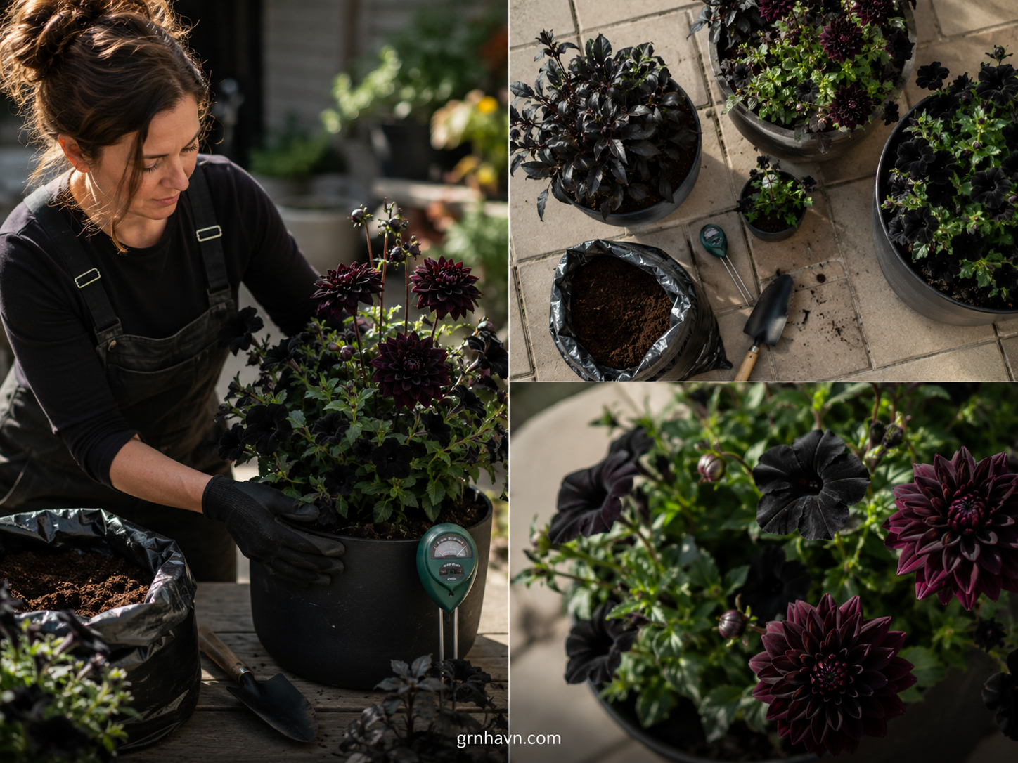 Naturally black flowers in a garden bed with deep purple near-black blooms