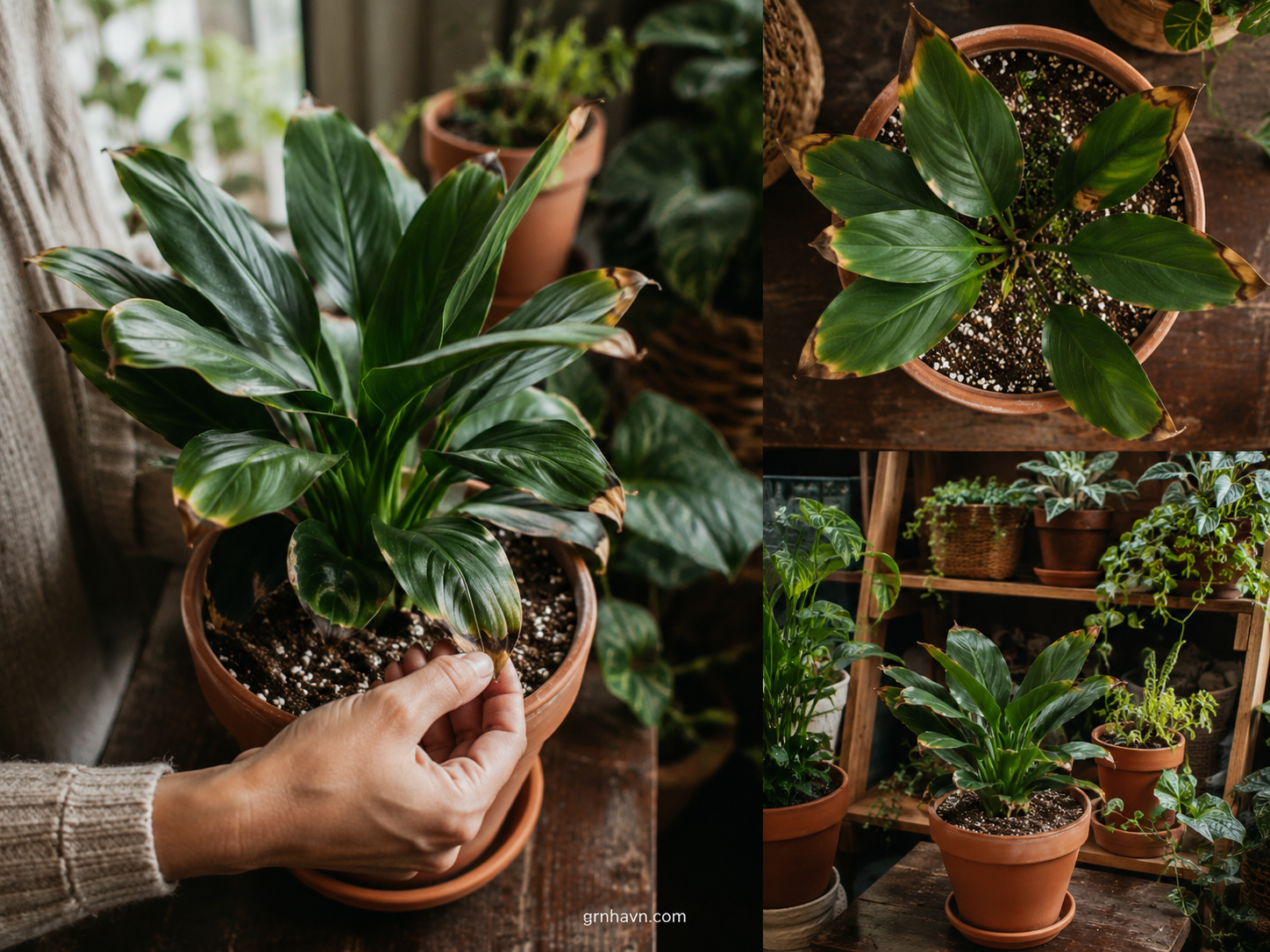 Signs of fertilizer burn and salt buildup in potted plants including brown leaf tips and white soil residue