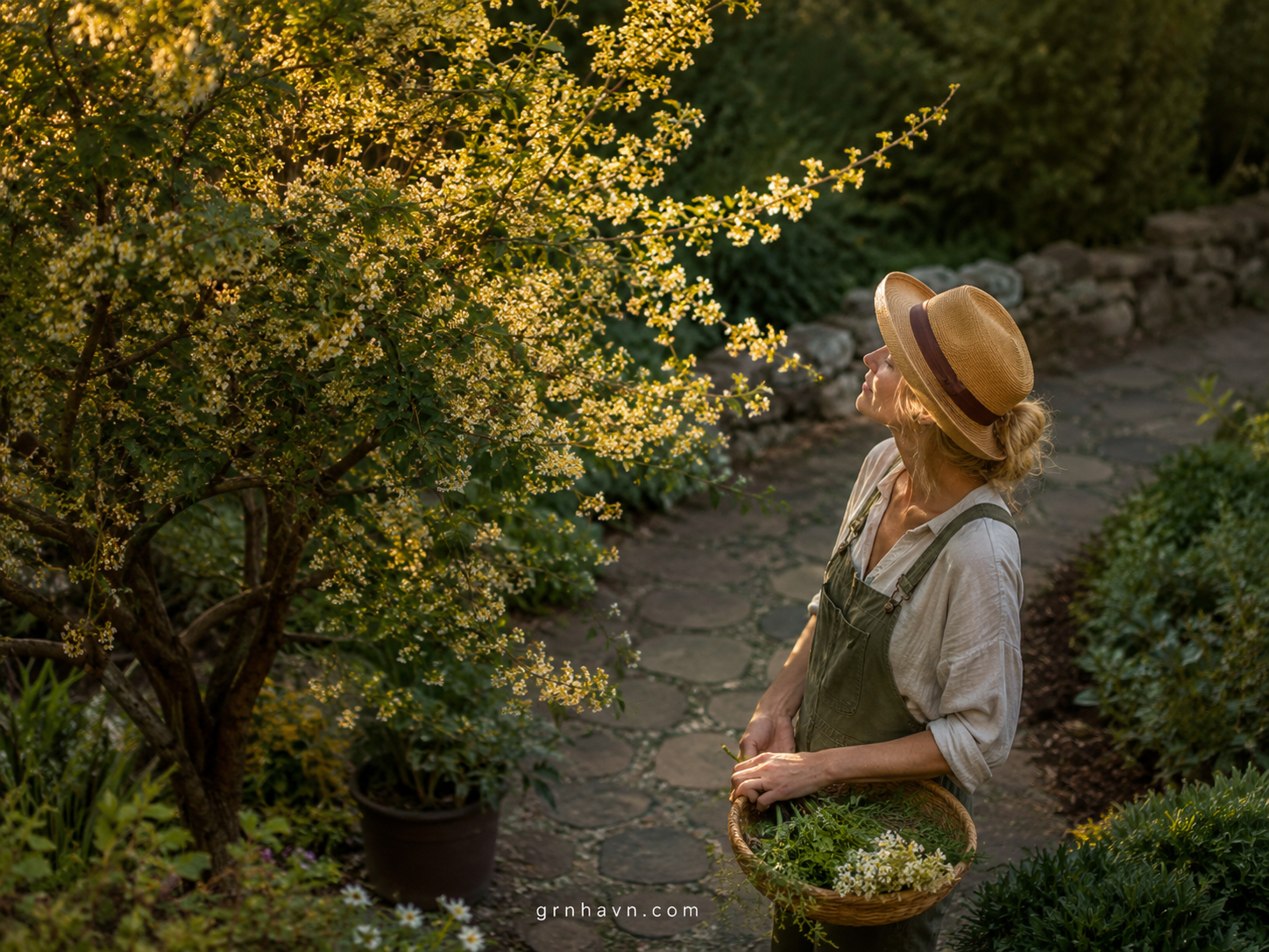 Looking for Fragrant Flowers? Try a Sweet Olive Tree