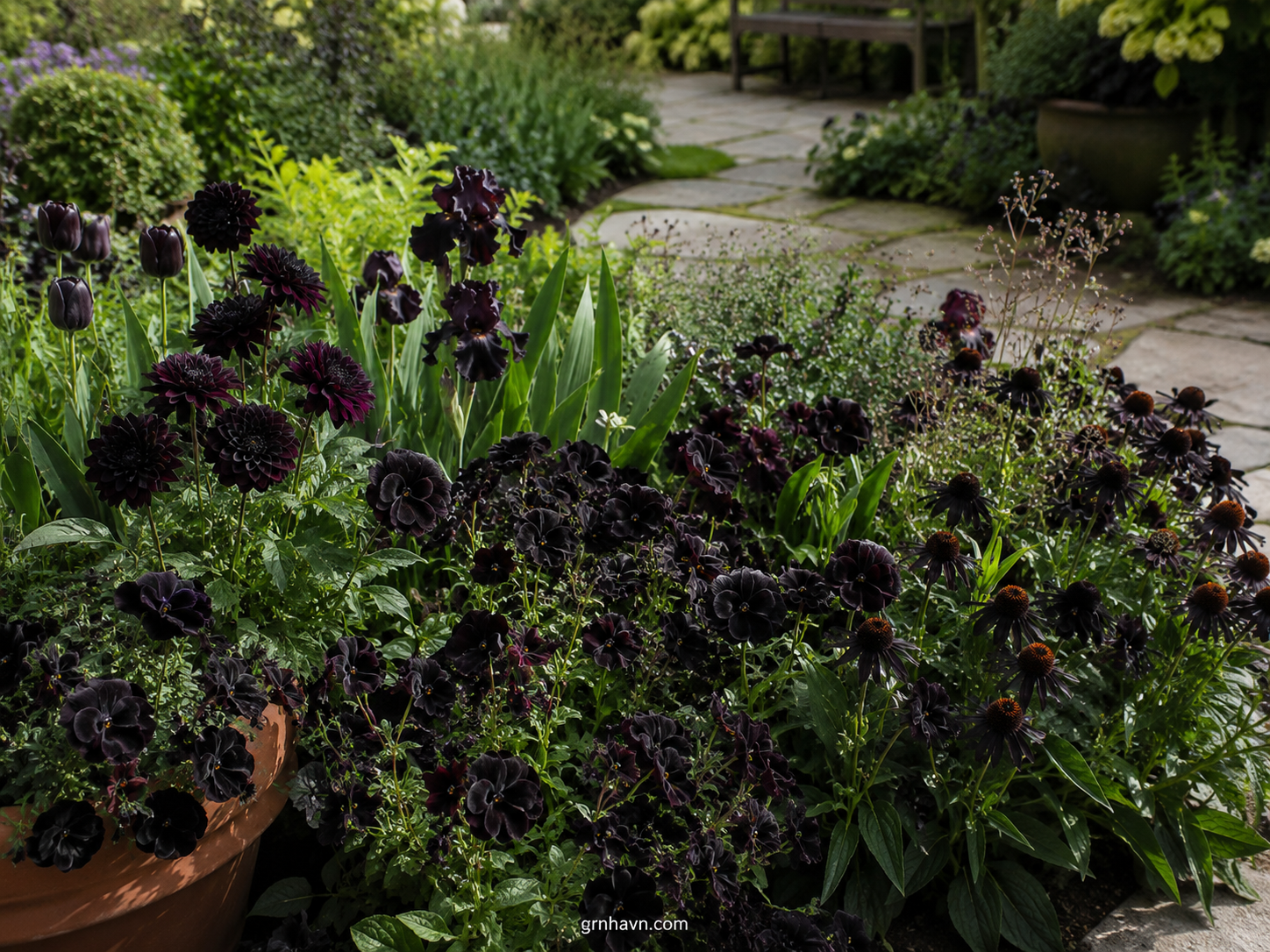 Naturally black flowers in a garden bed with deep purple near-black blooms