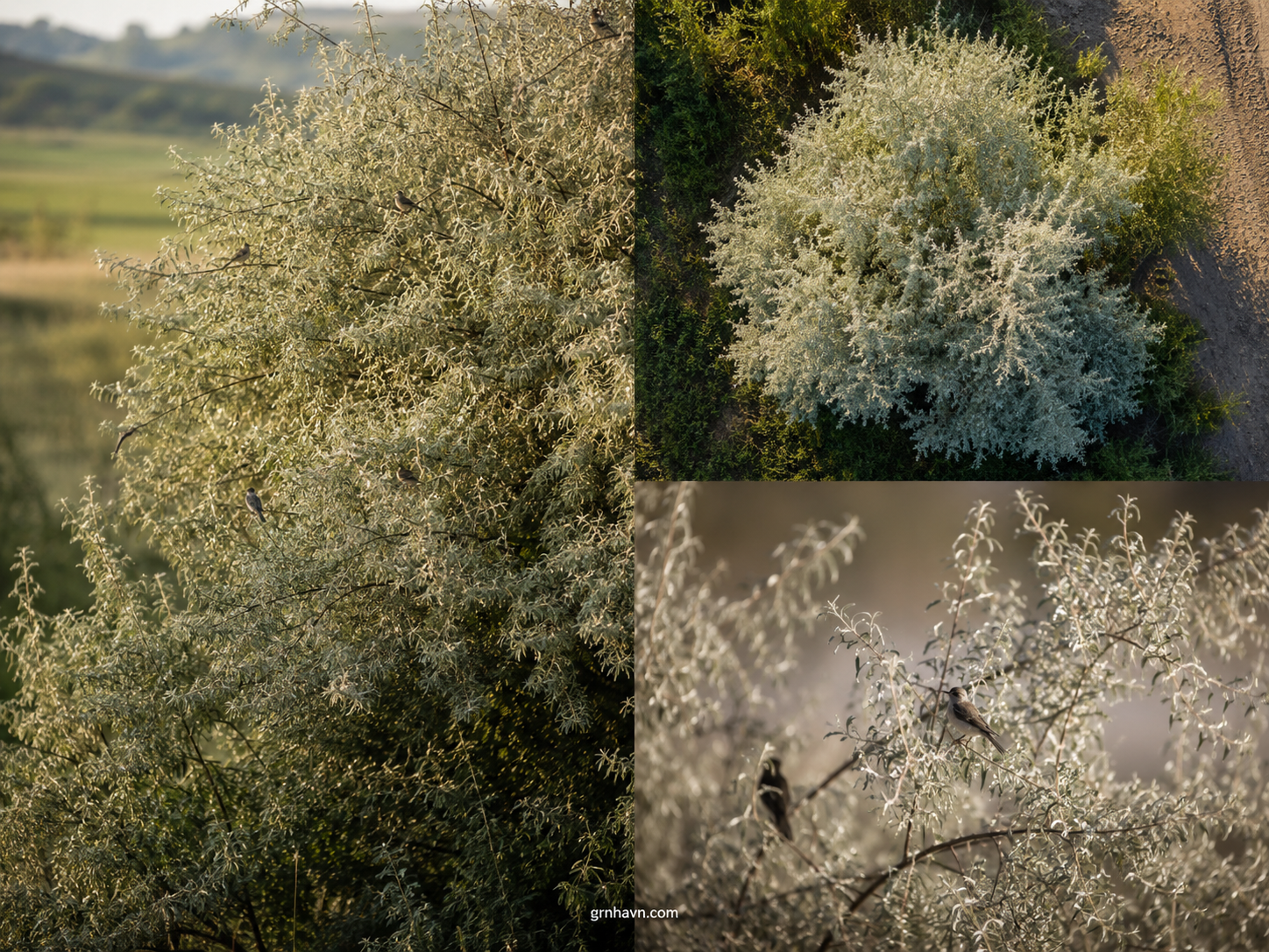 Is a Russian Olive Tree Helpful or Invasive