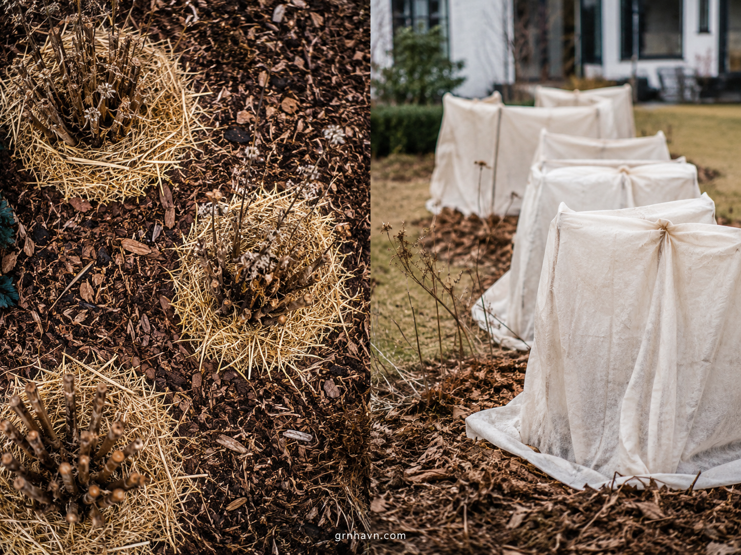 Preparing for winter (outdoor plant care)