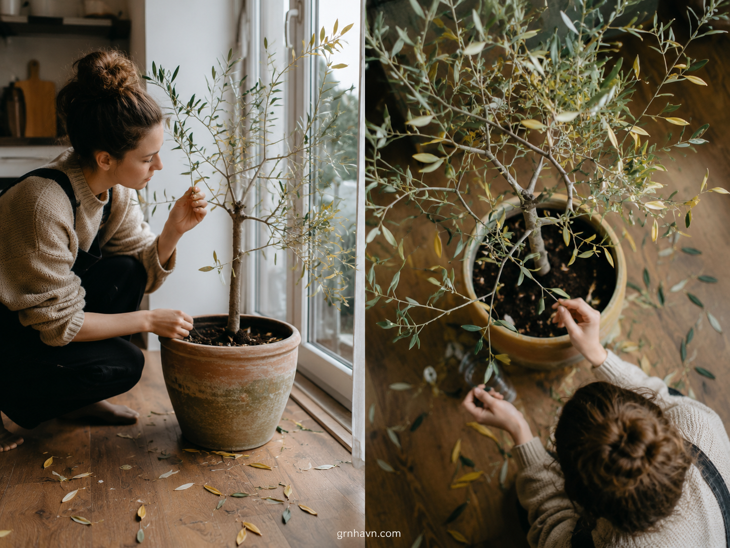 Why Your Indoor Olive Tree Drops Leaves — And How to Fix It