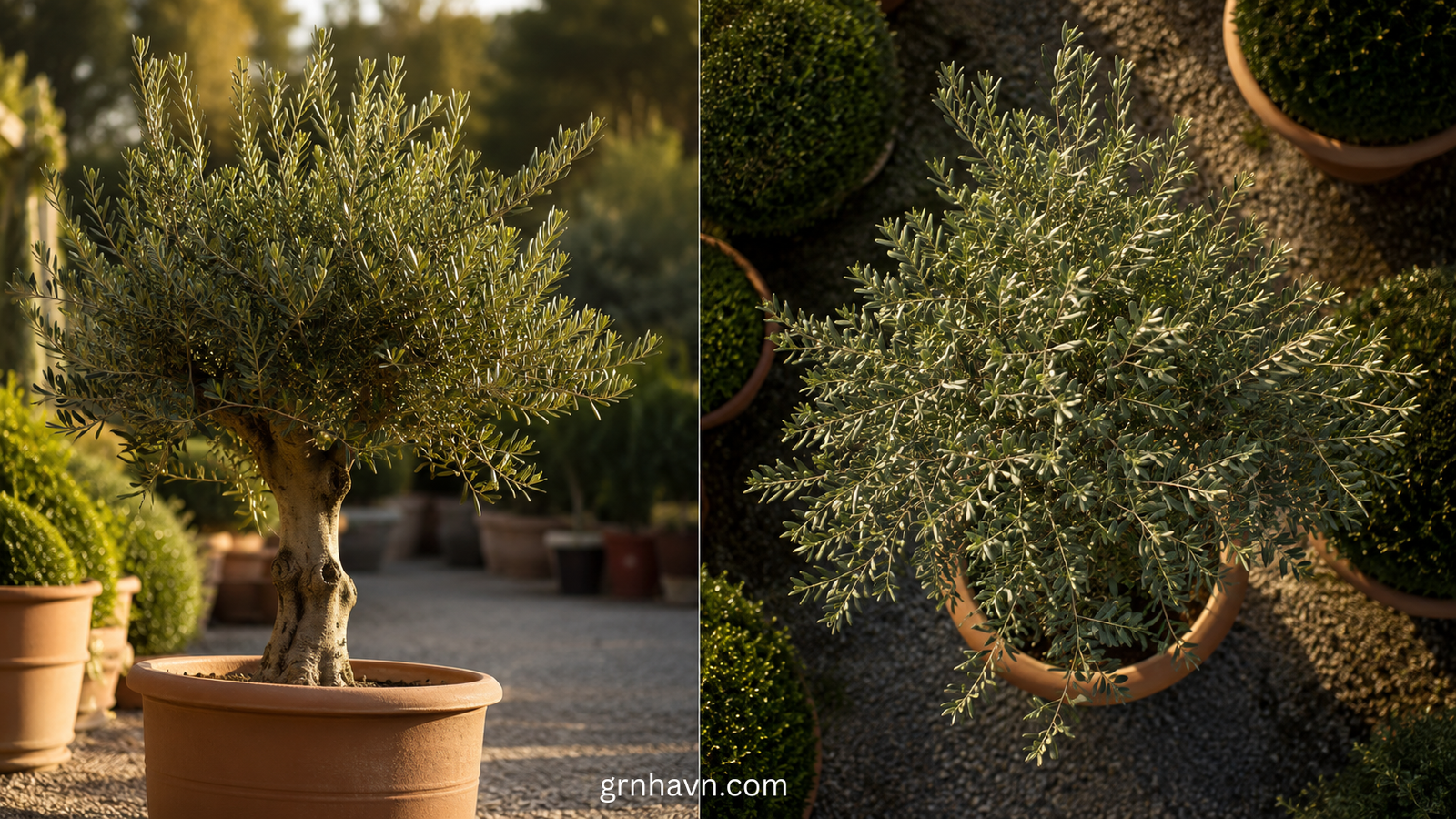 14 Types of Olive Trees Explained: Real, Faux, Arbequina, Tea, Texas & More