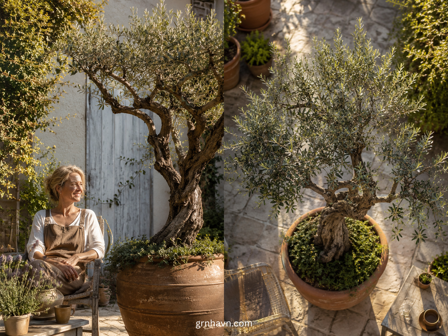 Why Choose a Real Olive Tree Over Artificial Alternatives